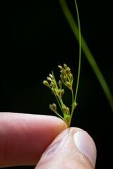 Isolepis carinata