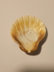 Bractechlamys vexillum