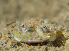 Cymbacephalus beauforti