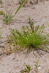 Isolepis carinata