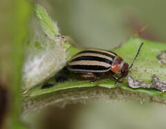 Kuschelina petaurista