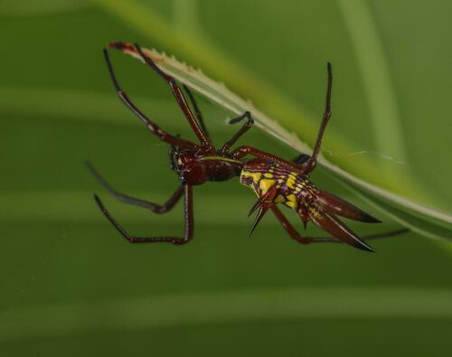 Micrathena sexspinosa