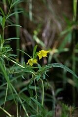 Lysimachia hybrida