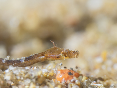 Micrognathus pygmaeus