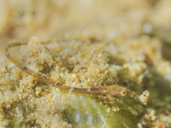 Micrognathus pygmaeus