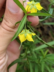 Lysimachia hybrida