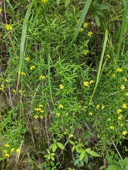 Lysimachia hybrida