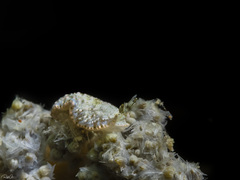 Dermatobranchus semilunus