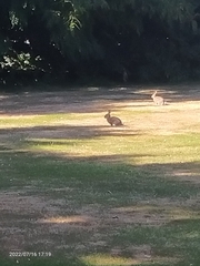 Oryctolagus cuniculus