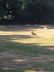 Oryctolagus cuniculus