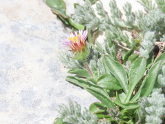 Erigeron epiroticus