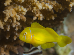 Gobiodon citrinus