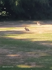 Oryctolagus cuniculus