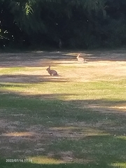 Oryctolagus cuniculus