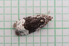 Apotomis funerea