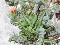 Erigeron epiroticus