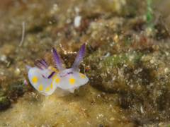 Goniobranchus annulatus