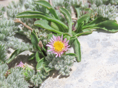 Erigeron epiroticus