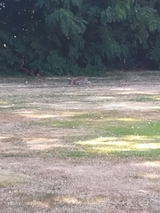 Oryctolagus cuniculus