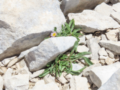Erigeron epiroticus
