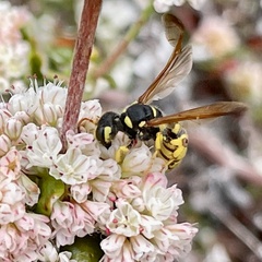 Cerceris sextoides