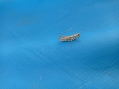 Euchorthippus pulvinatus
