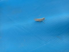 Euchorthippus pulvinatus