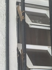 Anolis cristatellus wileyae