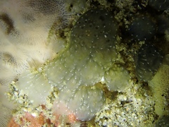 Distaplia