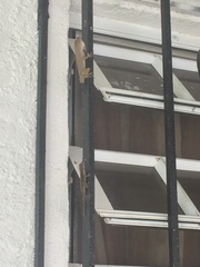 Anolis cristatellus wileyae