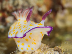 Hypselodoris pulchella