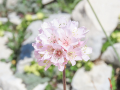 Armeria majellensis