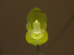 Specklinia