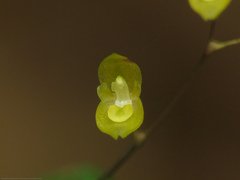 Specklinia