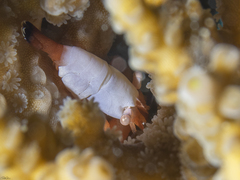 Coralliocaris superba