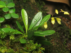 Specklinia