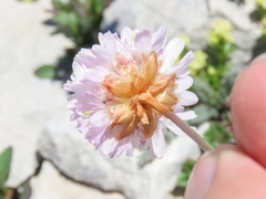 Armeria majellensis