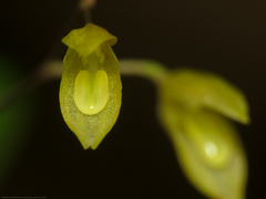 Specklinia