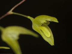 Specklinia