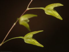 Specklinia