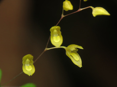 Specklinia