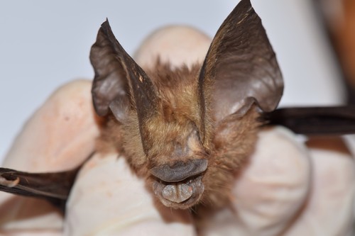 Jones's roundleaf bat