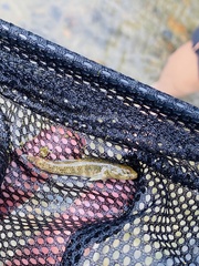 Rhinogobius niger