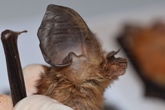 Hipposideros jonesi