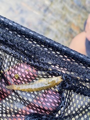 Rhinogobius niger