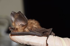 Hipposideros jonesi