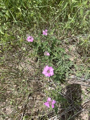 Glandularia chiricahensis