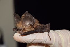 Hipposideros jonesi