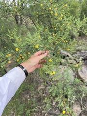 Vachellia vernicosa