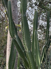 Cereus bicolor